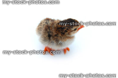 Stock image of baby chick, brown and yellow, guinea fowl chick
