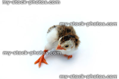Stock image of stretching / dancing baby chick, brown and yellow, guinea fowl chick