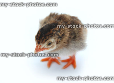 Stock image of baby chick, brown and yellow, guinea fowl chick