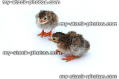 Stock image of two fluffy baby chicks, brown and yellow, guinea fowl chicks