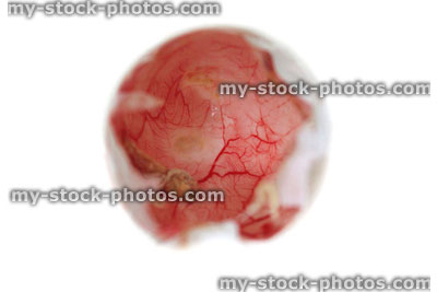 Stock image of freshly hatched chicken egg, with veins showing inside the eggshell