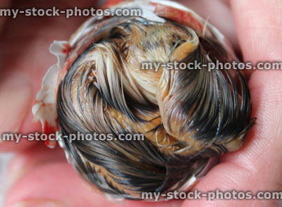 Stock image of baby chick hatching from egg / eggshell in hand