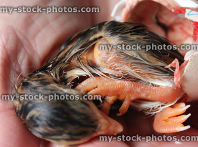 Stock image of baby chick hatching from egg / eggshell in hand