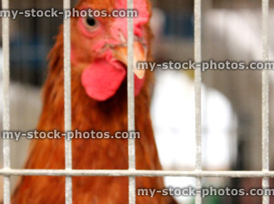 Stock image of battery hen in cage, chicken behind bars, animal welfare