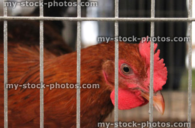 Stock image of battery hen in cage, chicken behind bars, animal welfare