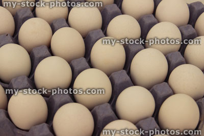 Stock image of white free range chicken eggs in cardboard tray, rows
