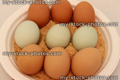 Stock image of speckled, brown and blue chicken eggs exhibited on sawdust / plate