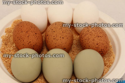 Stock image of speckled, brown, white blue chicken eggs exhibited on sawdust / plate