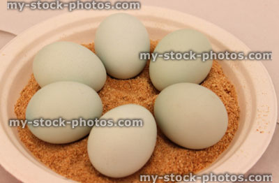Stock image of set of identical pale blue chicken eggs exhibited, sawdust / plate