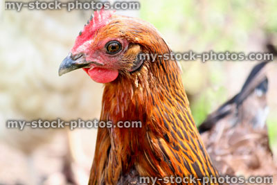 Stock image of head shot a free range brown hen chicken in domestic garden