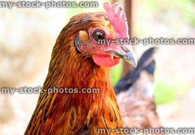 Stock image of head shot of a brown hen chicken in a domestic garden