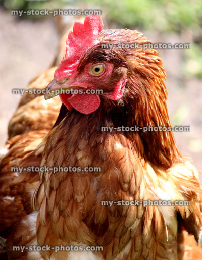 Stock image of head shot of a brown hen chicken in a domestic garden