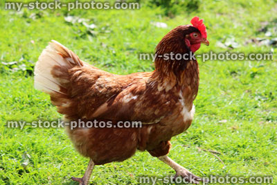 Stock image of brown hen chicken strutting around a domestic garden lawn