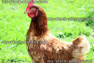 Stock image of brown free range hen chicken on domestic garden lawn