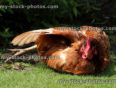 Stock image of brown free range chicken hen sunbathing in a domestic garden lawn