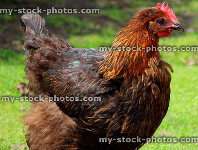 Stock image of free range brown chicken hen on a domestic garden lawn