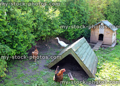 Stock image of free range chickens living happy life in garden chicken house