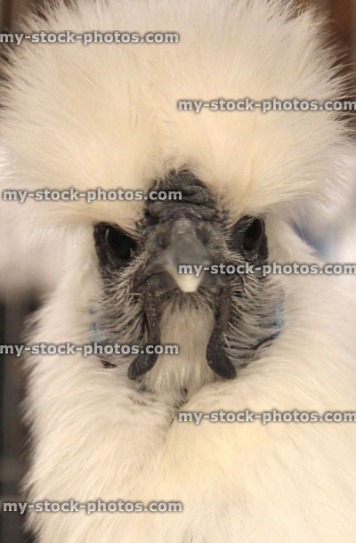 Stock image of silkie chicken head with fluffy white feathers