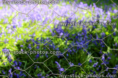 Stock image of hexagonal chicken wire, with a background of bluebells
