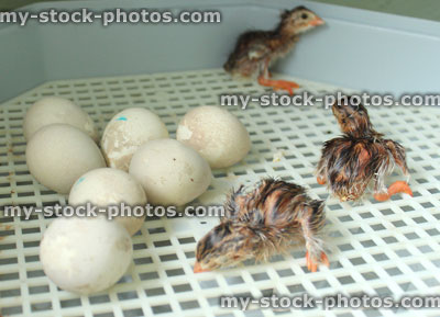 Stock image of baby chicks freshly hatched in incubator (guinea fowl)