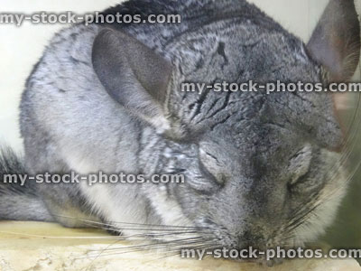 Stock image of cuddly grey chinchilla pet sleeping during the day, nocturnal rodent
