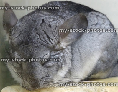 Stock image of cuddly grey chinchilla pet sleeping during the day, nocturnal rodent