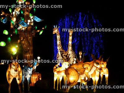 Stock image of Chinese Lantern Festival lights, illuminated kangaroos, giraffes, wallabies / vultures