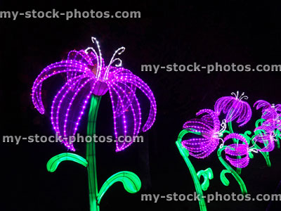 Stock image of Chinese Lantern Festival lights, illuminated purple tiger lily flowers