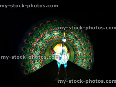 Stock image of Chinese Lantern Festival lights, illuminated peacock bird / peafowl / fanned tail feathers