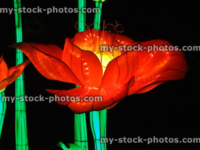 Stock image of Chinese Lantern Festival lights, illuminated poppies / red poppy flowers