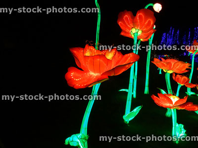 Stock image of Chinese Lantern Festival lights, illuminated poppies / red poppy flowers