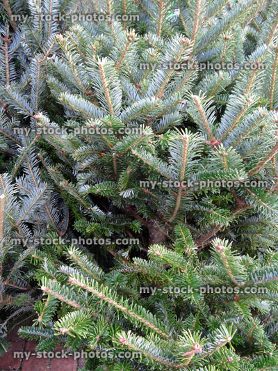 Stock image of real pine / spruce / Noble fir Christmas trees for sale