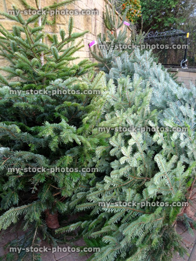 Stock image of real pine / spruce / Noble fir Christmas trees for sale