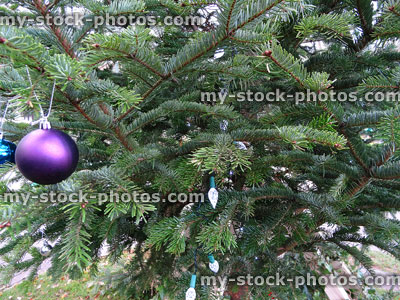Stock image of real fir Christmas tree, baubles, fairylights, decorations, branches