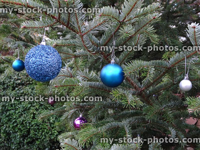 Stock image of spruce / Nordmann fir Christmas tree, blue baubles decorations