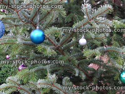 Stock image of real spruce Christmas tree, blue / silver bauble decorations
