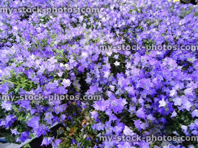 Stock image of purple flowers on creeping common harebell (Campanula portenschlagiana / wall bellflower)