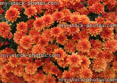 Stock image of dark orange chrysanthemum flowers / flowering chrysanthemums, pot plant