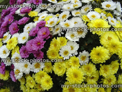 Stock image of colourful chrysanthemum flowers / flowering chrysanthemums, pot plants, yellow pink lilac white