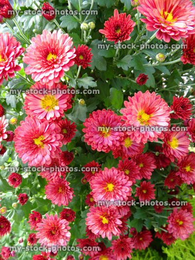 Stock image of pink red chrysanthemum flowers / flowering chrysanthemums, pot plant