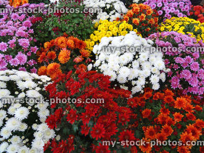 Stock image of colourful chrysanthemum flowers / flowering chrysanthemums, pot plants, multi colours