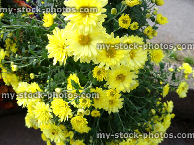 Stock image of bright yellow chrysanthemum flowers / flowering chrysanthemums, pot plant