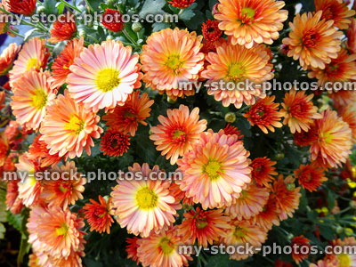 Stock image of pale orange chrysanthemum flowers / flowering chrysanthemums, pot plant