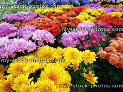 Stock image of colourful chrysanthemum flowers / flowering chrysanthemums, pot plants, multi colours