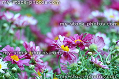 Stock image of potted Chrysanthemum at a garden centre (close up)