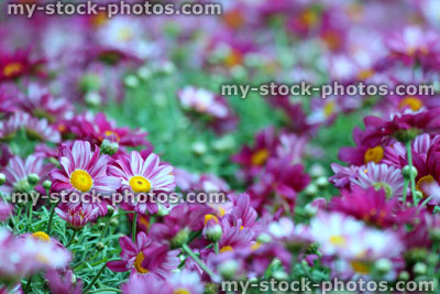 Stock image of potted Chrysanthemum at a garden centre (close up)