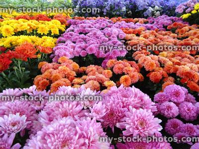 Stock image of colourful chrysanthemum flowers / flowering chrysanthemums, pot plants, yellow pink lilac orange red blue purple