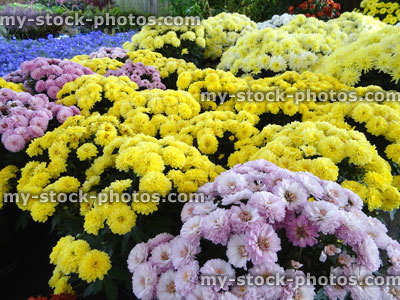 Stock image of colourful chrysanthemum flowers / flowering chrysanthemums, pot plants, yellow, lilac, blue