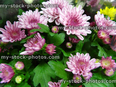 Stock image of pale pink chrysanthemum flowers / flowering chrysanthemums, pot plant