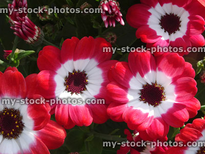 Stock image of white and red daisy flowers, cineraria plants (Pericallis hybrida)